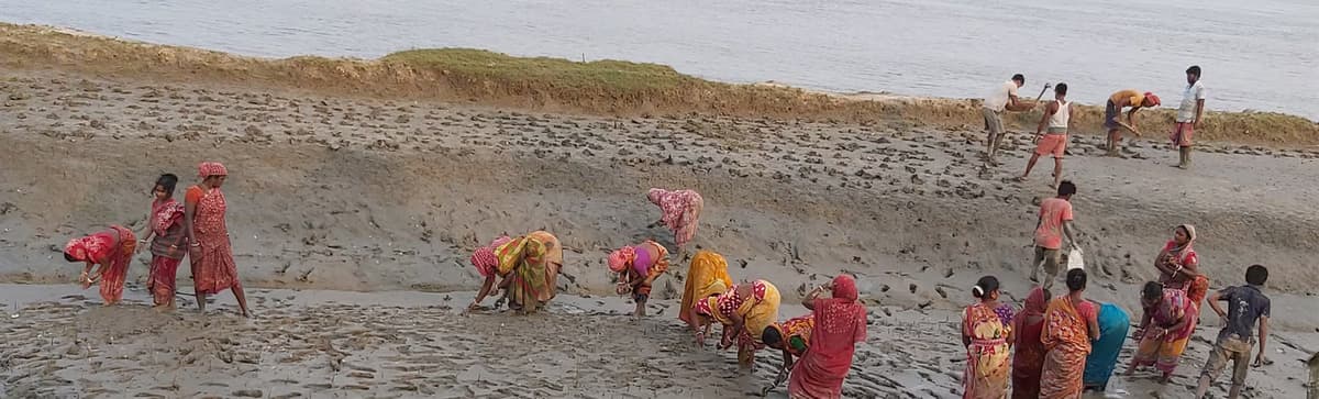 TideShield: Restoring the Mangrove Heartbeat of the Sundarbans